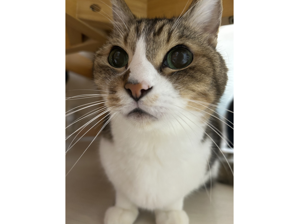 🔍捜索中
怖がりのキジ白です

名前：ぽんた
性別：♂
月齢：約15歳
いなくなった日：🗓2026年1月3日(土)
地域：大阪府貝塚市詳細：neko-jirushi.com/maigo/40152/