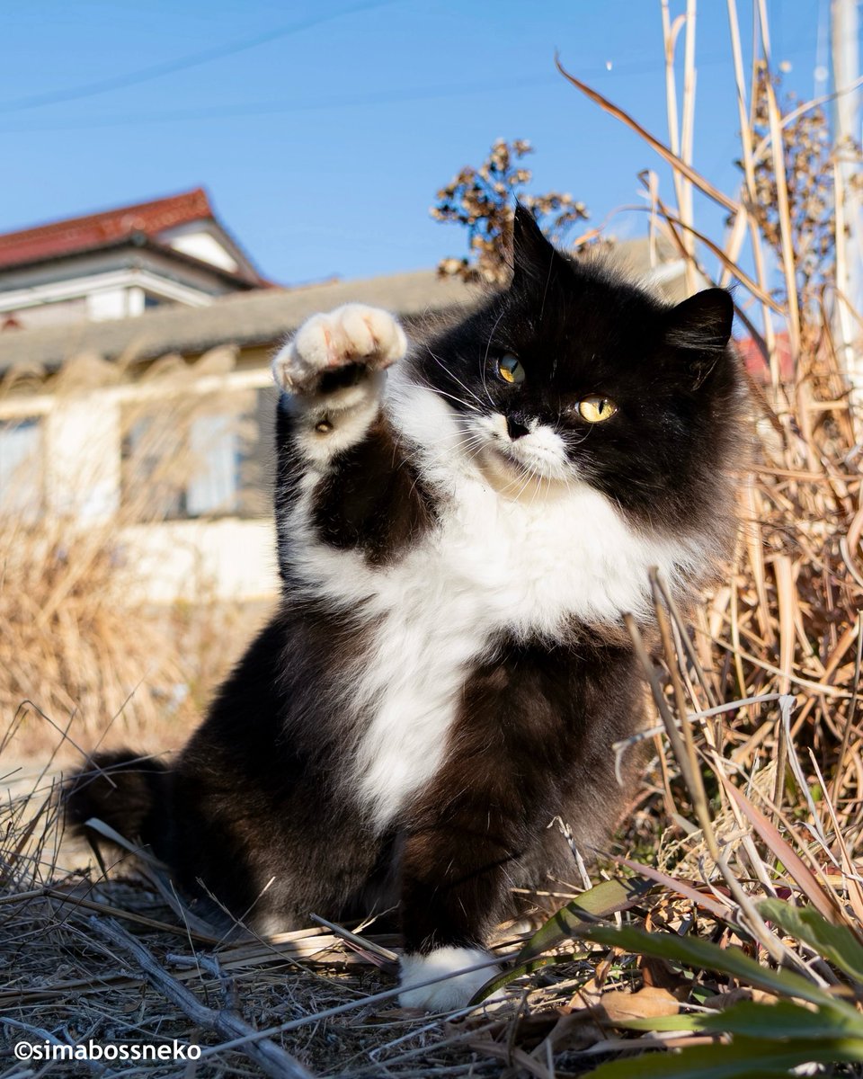 グータッチ🐾 Fist bump❣️ #猫 #cat