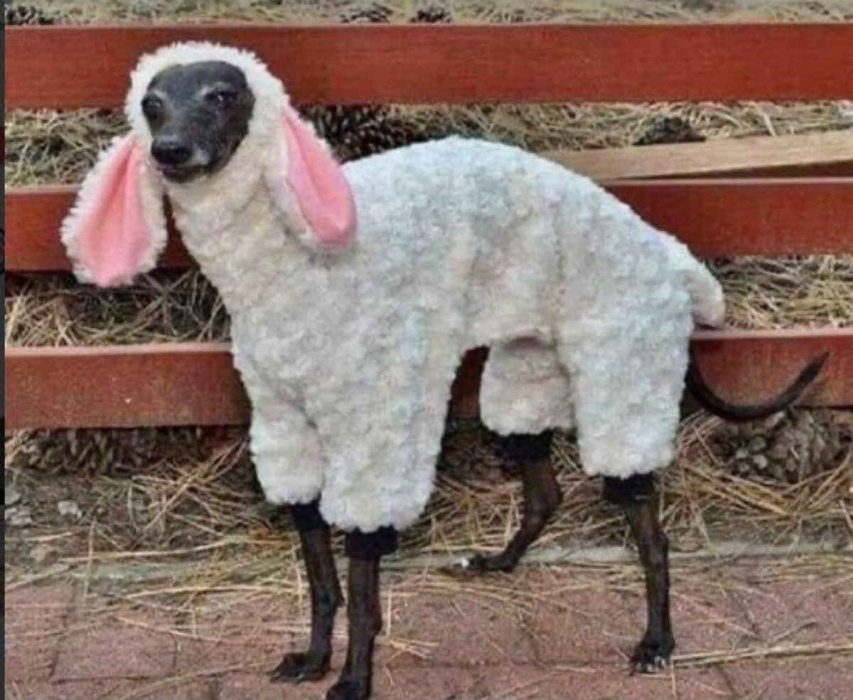 When your landlord says no dogs allowed.