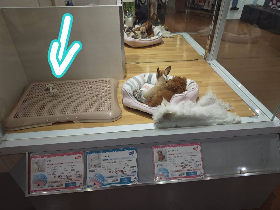 うちの3歳さんがワンちゃんのおもちゃを見て「パパ…ワンちゃんのしっぽがとれてる…」と心配していた場面をご査収ください。