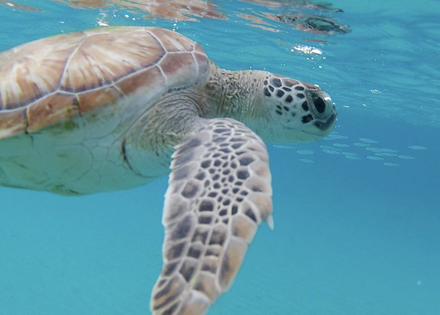 As Tuesday’s go, today was pretty epic.
Swimming with Turtles in Curacao.
#Caribbean #Cruise #Turtles