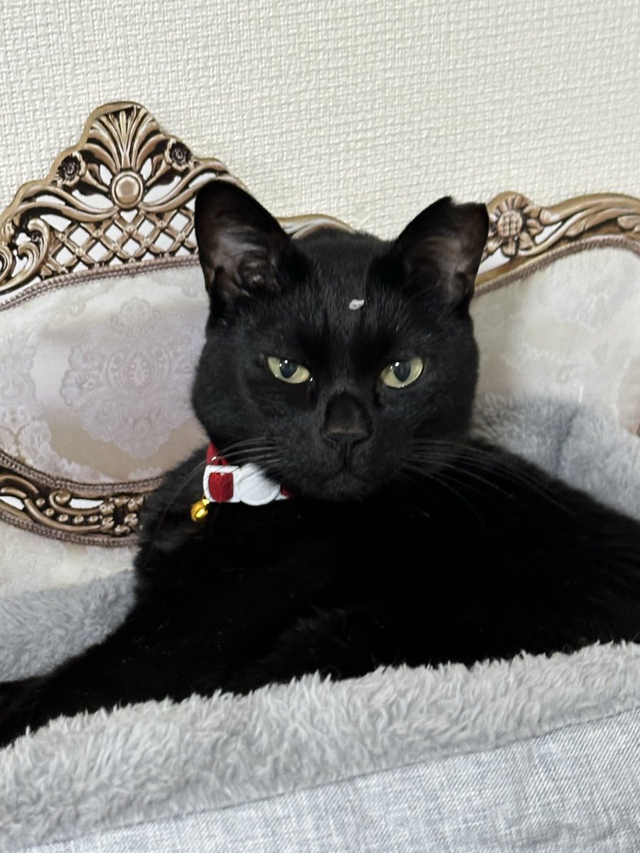 黒猫 (@kuroneko071975) / Posts / X