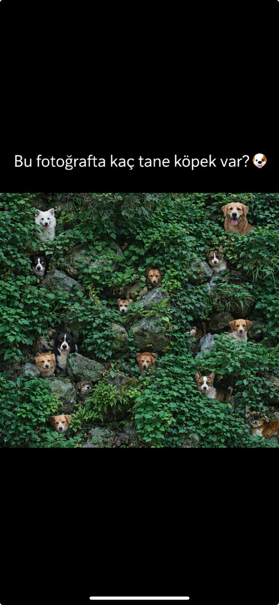 berennnntw's tweet photo. Bu fotoğrafta kaç tane köpek var? #zekatesti #IQtesti #keşfet #keşfetteyiz https://t.co/XRMg1ohSsk