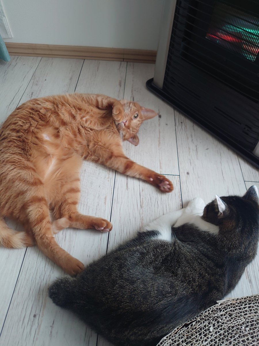 猫のいる暮らし (@neconeco_0804) / Posts / X