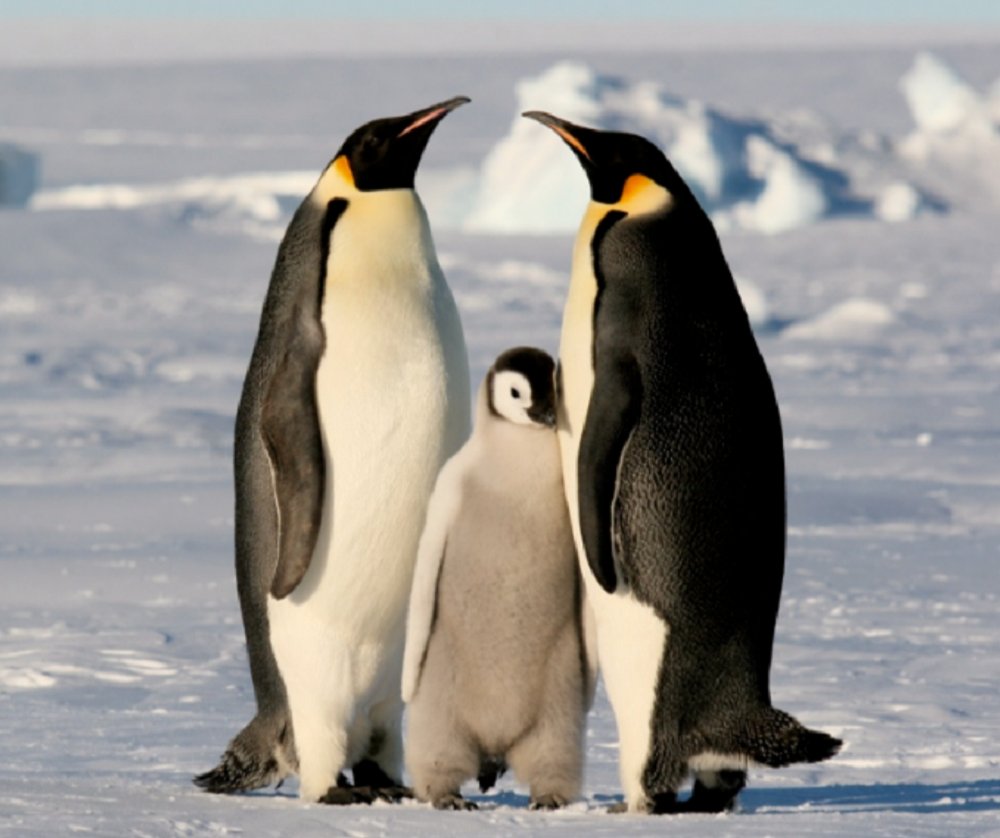 MyPetTipsInfo's tweet photo. En el Día de la Concientización por los Pingüinos, el Sur Global Enfrenta Señales Claras de la Crisis Climática en los Océanos https://t.co/Ygts6zcHQl https://t.co/aVno2yNipb
