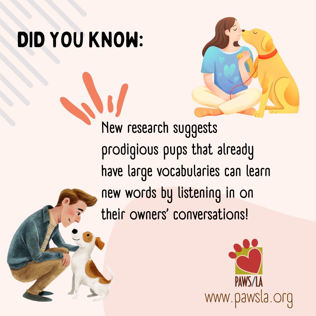 PAWSLA's tweet image. Having a proper conversation with your pup is actively good for their brains!

#petcare #pawsla #dogtrainingadvice