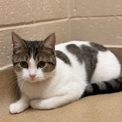 🥶 As temperatures drop, so does foot traffic at the shelter. Help us beat the cold snap by getting as many animals into homes as we can before the even-more frigid weekend arrives!
Whether you are looking to adopt or foster, you can find your match at wihumane.org/adopt 👈