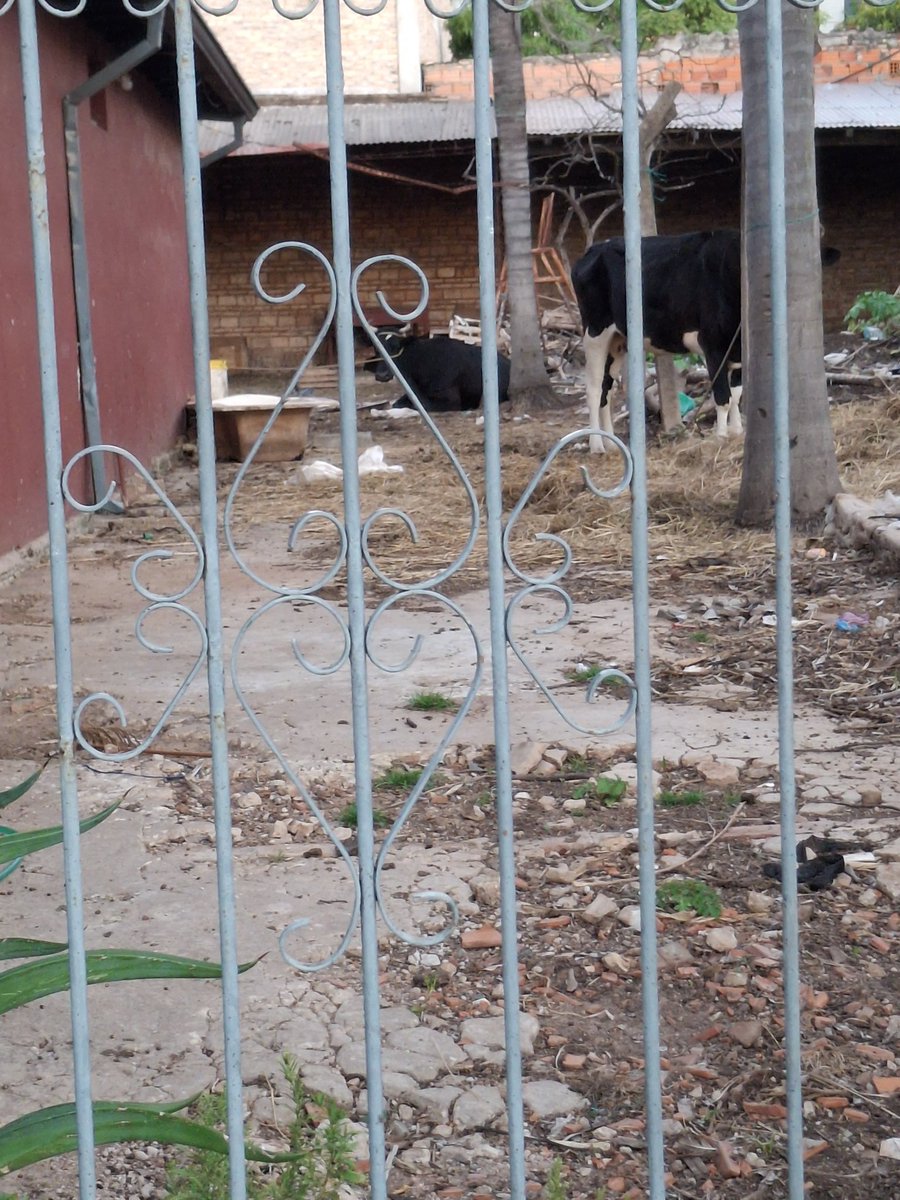 jelobrit's tweet photo. Hay algo que se pueda hacer con estas vacas? Están en este predio siempre y hasta bolsa comen 😪😪 @defensanimalpy @RubenRubin_ https://t.co/zmvYJrdtVl