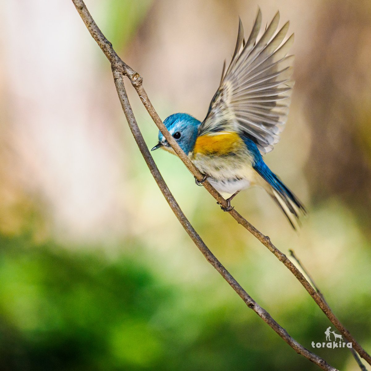 幸せの青い鳥 今年は、まだ出会えてない