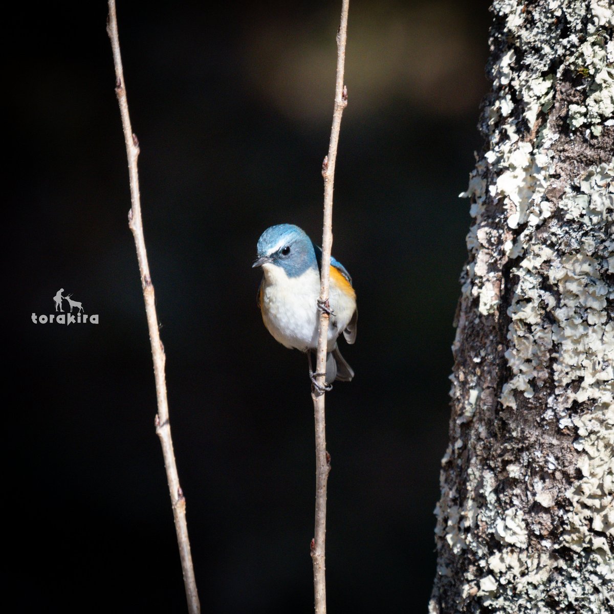 幸せの青い鳥 今年は、まだ出会えてない