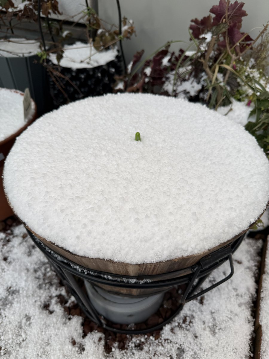 チューリップがこんなに綺麗🌷