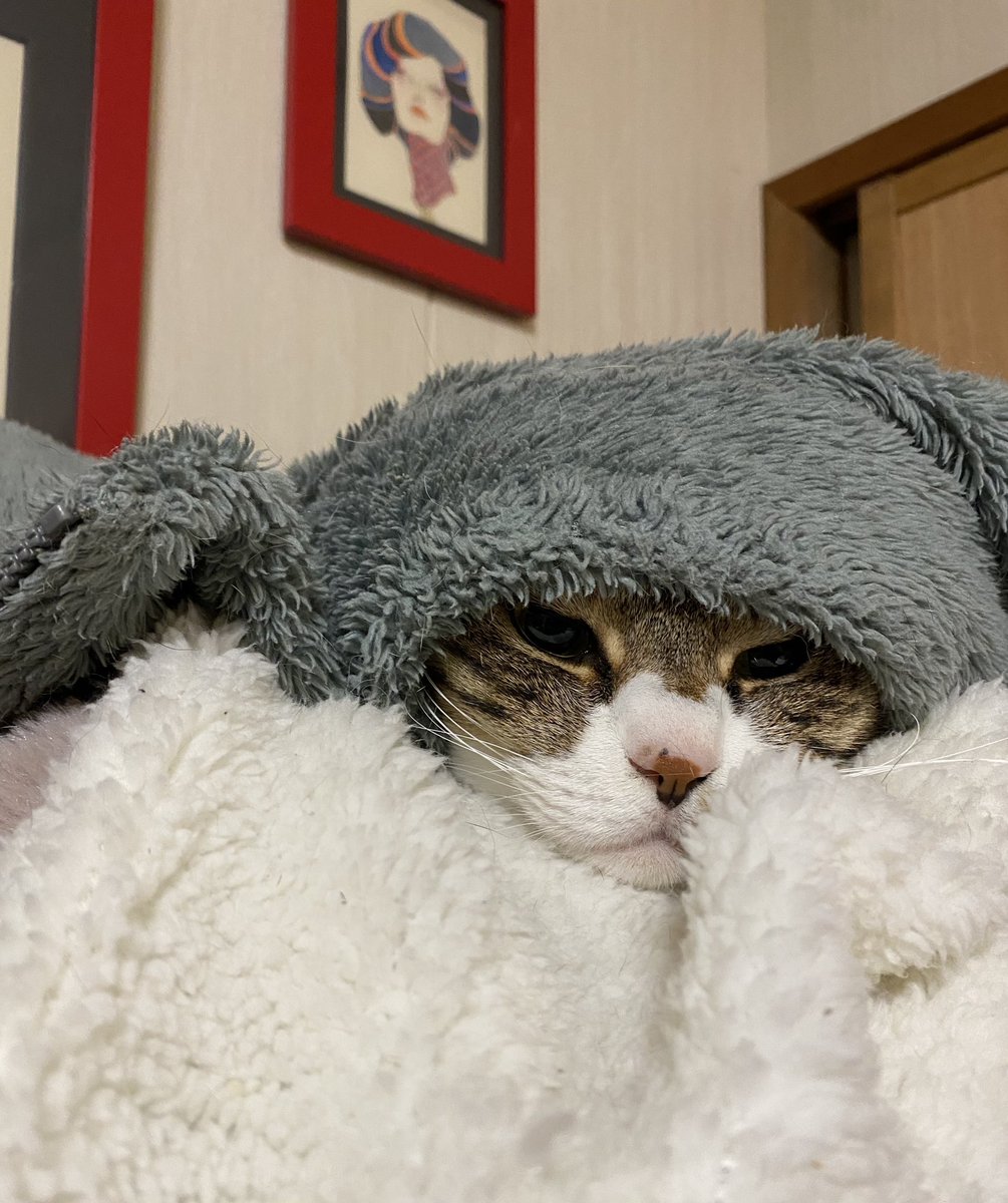 昨日モデル時代に大変お世話になった方と何十年ぶりにお話しした。
お互い変わらないねぇって笑いながら、私はとてもとても嬉しかった✨
昔のご縁が今も生きているんだと。

今日から雪予報の地域の皆さん、どうぞ御安全に。
外猫達がどうか無事で過ごせますように。