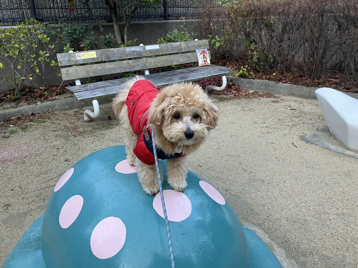 とってもさぶいですね😨
でもこむぎは元気いっぱい😃
柴のおかきちゃんと並んで
オヤツタイムの後　ちょっとガウガウ
今朝はナデナデもさせてくれた
おかきちゃんありがと😘
帰りは亀さんの上でどんなもんだいな
わんこはママンに飛びついて
朝の報告してました😍