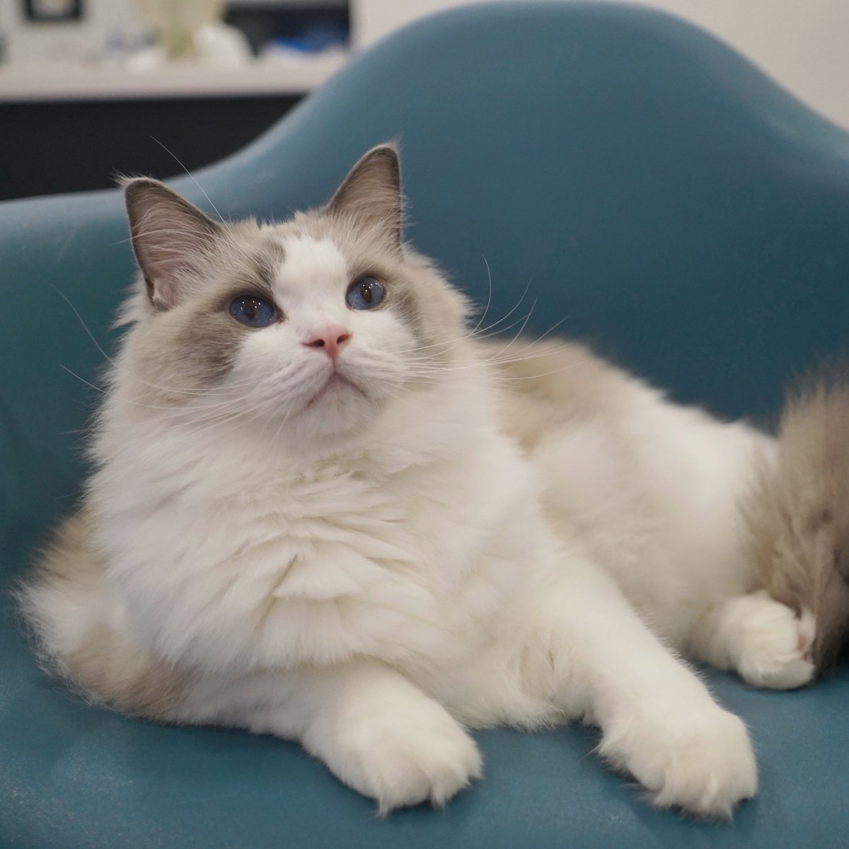 わたあめ (@wataamedetyuyo) / Posts / X