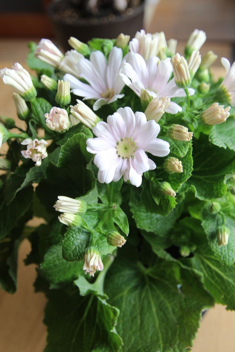 サイネリア　花言葉：喜び・いつも快活

おはようございます
雨の予報は無かったのです朝から雨で洗濯物を慌てて屋内へ移動するのが最初の行動でした･･･