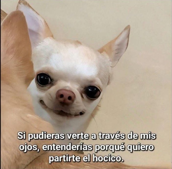 angelo_uf's tweet image. 