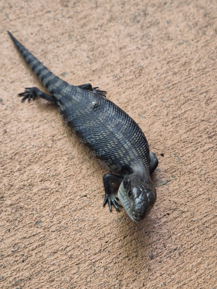 RoxyTall's tweet image. It’s getting to the point where I genuinely have no idea how many baby blue tongue skinks are in my garden and also I have to watch where I step