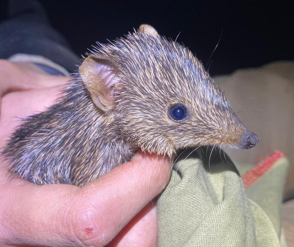 awconservancy's tweet image. Golden Bandicoot numbers have tripled at AWC’s Newhaven Wildlife Sanctuary, on Ngalia-Warlpiri and Luritja Country, with population estimates at around 300 individuals. That’s a significant increase from the 80 bandicoots reintroduced just two-and-a-half years ago!