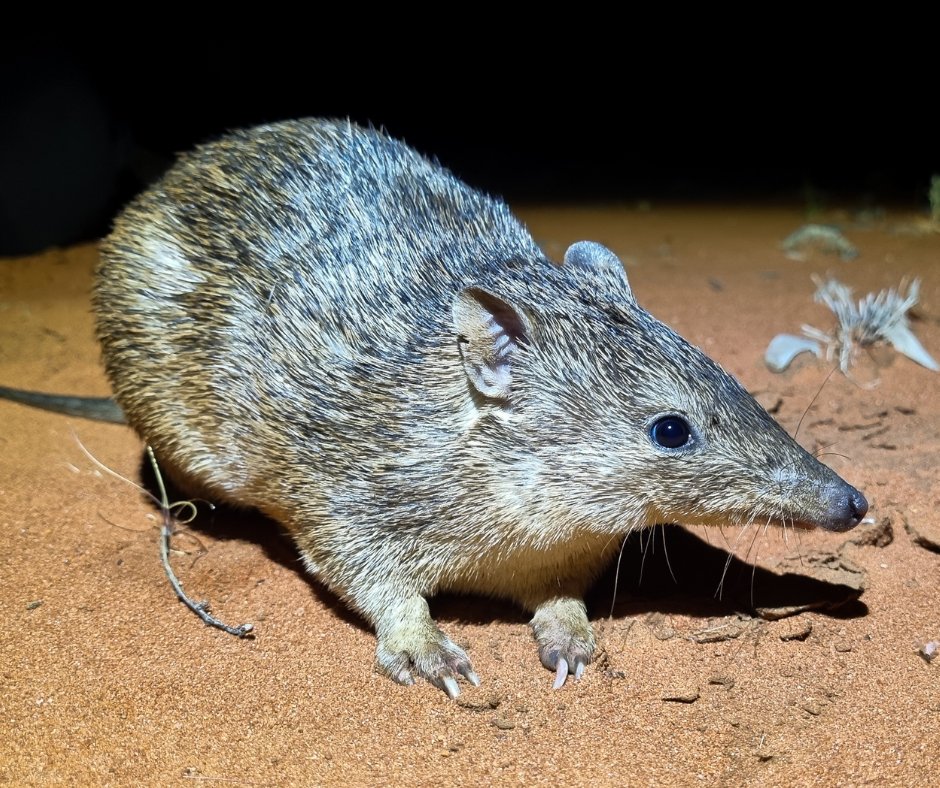 awconservancy's tweet image. Golden Bandicoot numbers have tripled at AWC’s Newhaven Wildlife Sanctuary, on Ngalia-Warlpiri and Luritja Country, with population estimates at around 300 individuals. That’s a significant increase from the 80 bandicoots reintroduced just two-and-a-half years ago!