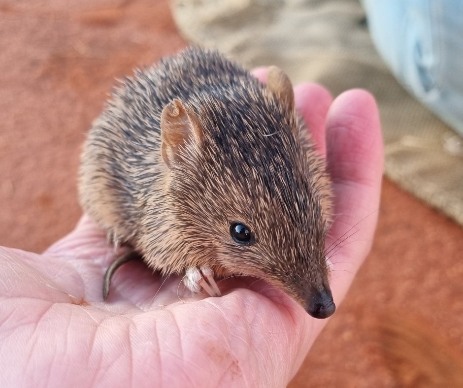 awconservancy's tweet image. Golden Bandicoot numbers have tripled at AWC’s Newhaven Wildlife Sanctuary, on Ngalia-Warlpiri and Luritja Country, with population estimates at around 300 individuals. That’s a significant increase from the 80 bandicoots reintroduced just two-and-a-half years ago!