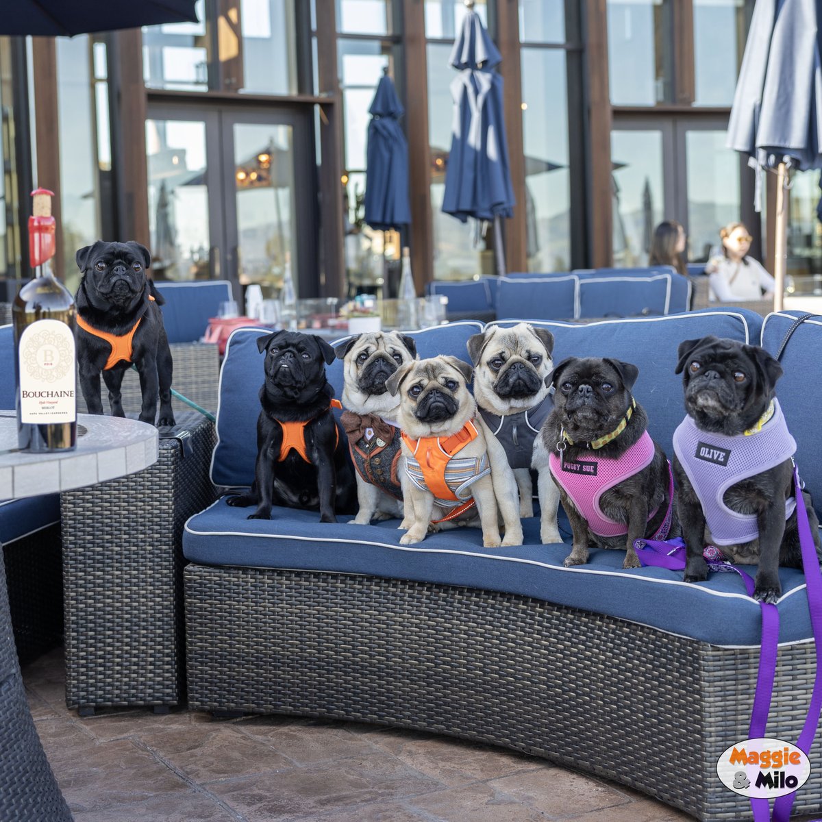 Maggie & Milo the Pugs tweet media