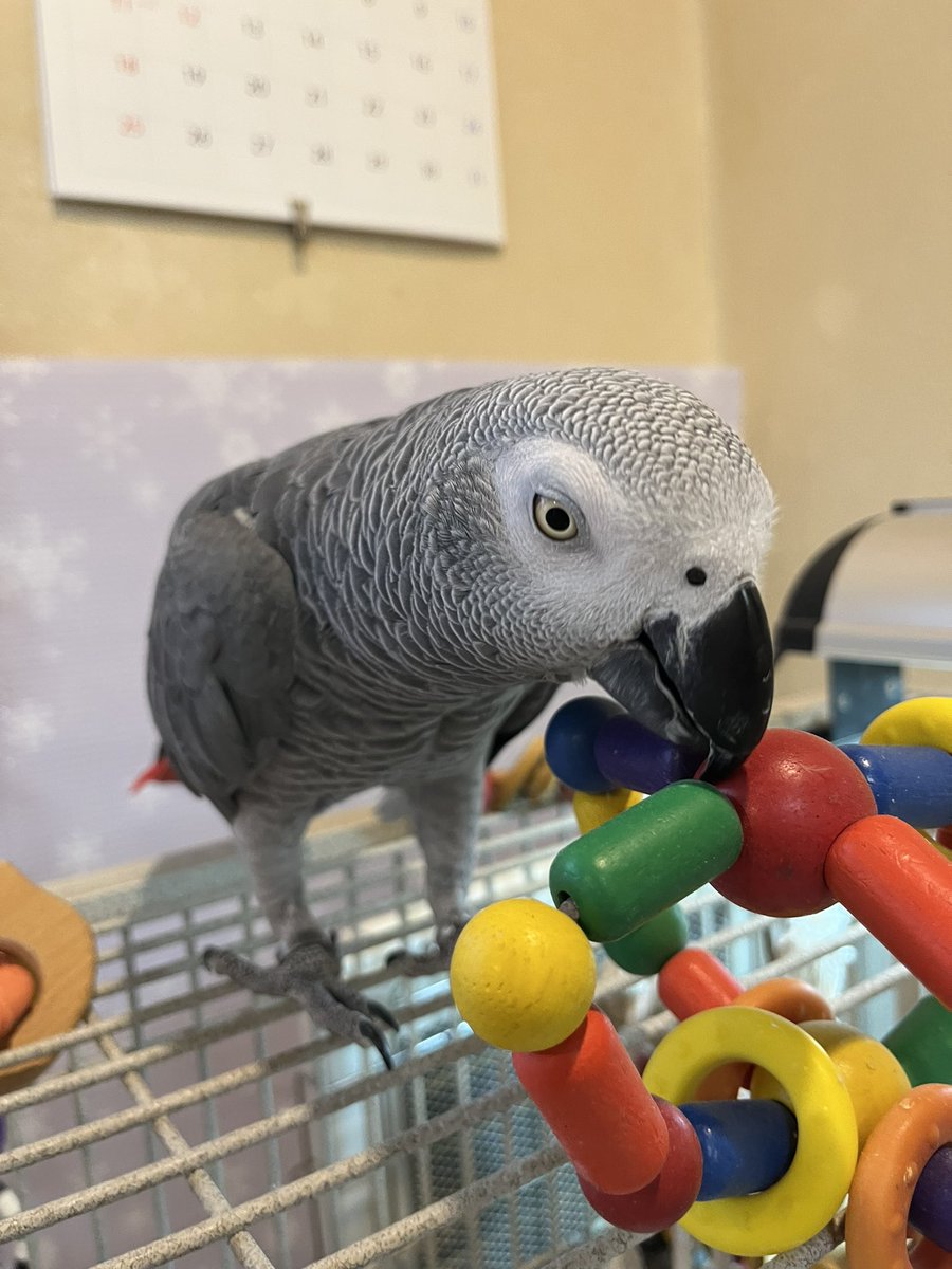 hrnee's tweet image. おはようございます。
#ほんじつのピルスくん 
#ヨウム 
#ヨウムのピルス