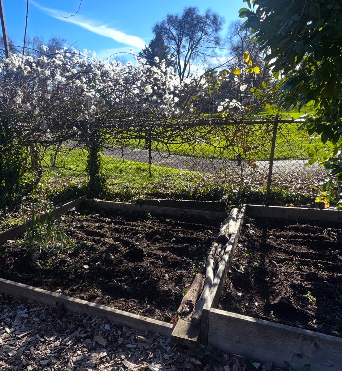 jaclyncreations's tweet image. Let’s go! Garden season is here! 🌱🌱 So thankful for my dad and his helping hands in preparing the garden beds. This is how abundance grows.

#jaclyncreationspdx #garden #seedtotable #abundance #plantbased 🌿