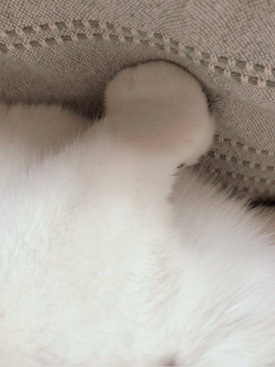 この手なにWWWWWW
#猫のいる暮らし #猫