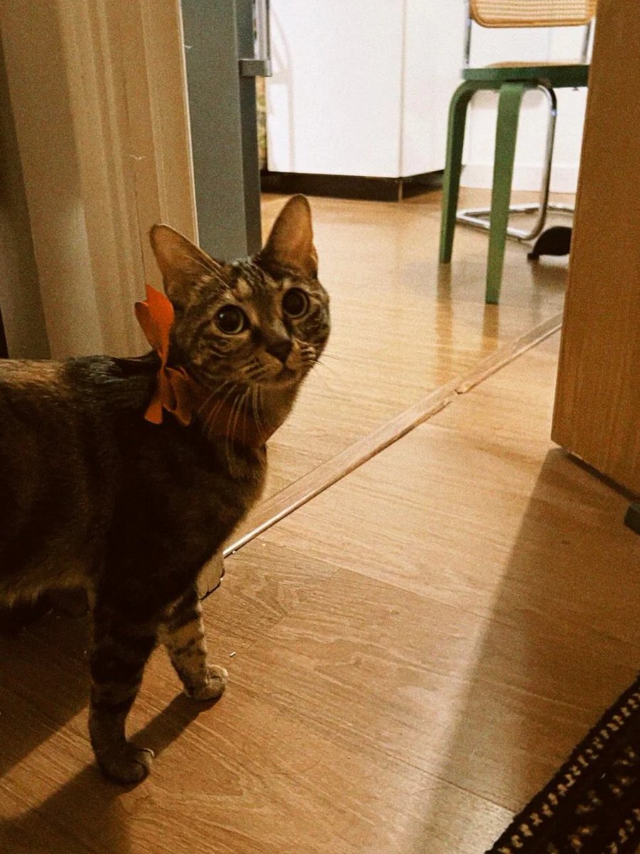 Found London cat ^_^ E10 cat sitter is here 😍🥰