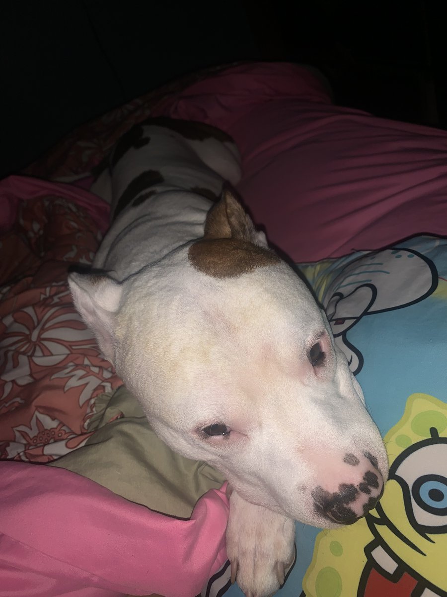 CompanionBridge's tweet image. Jaxx has a foreign body and needs surgery ASAP. Any help is appreciated.
companionbridge.org/ourstory/jaxx/