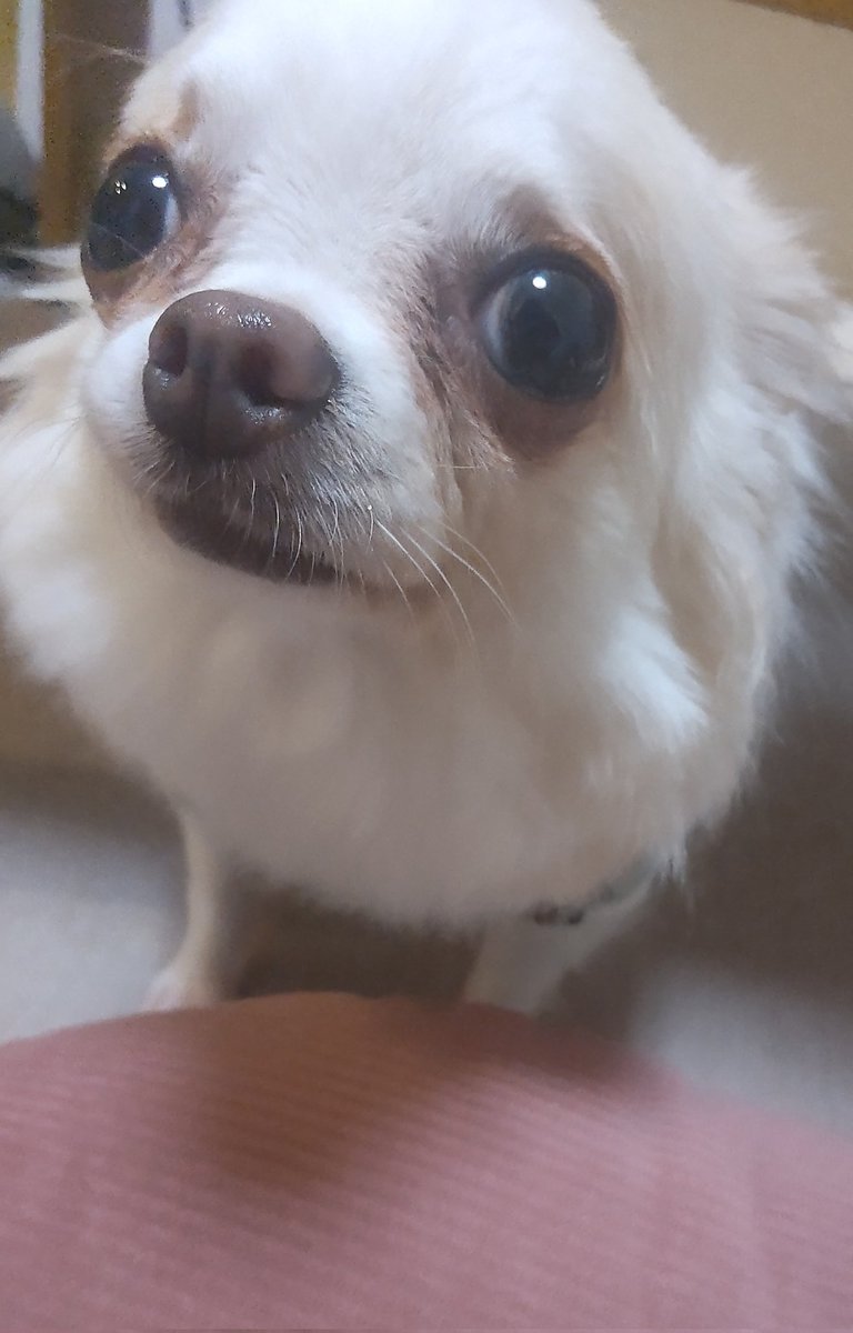 1/21 審査対象🐕🍀
#RP希望

いつも応援ありがとうございます🫶

写真を撮ろうとするとほぼゼロ距離で写るうちの愛犬見て🤣🤣
スマホの写真もアップ率高めw
可愛いのは分かってるからもうちょい離れて撮らせてほしい今日この頃でした😂

#MissBouquet
#ミクチャ
#KURAUDIA
#アルファブランカ