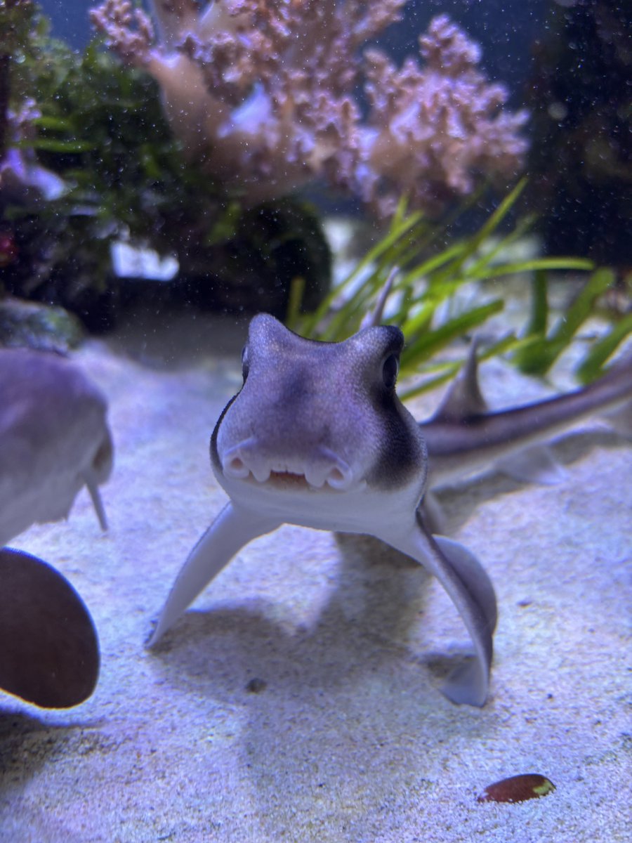 くもさんこう 🦈 tweet media