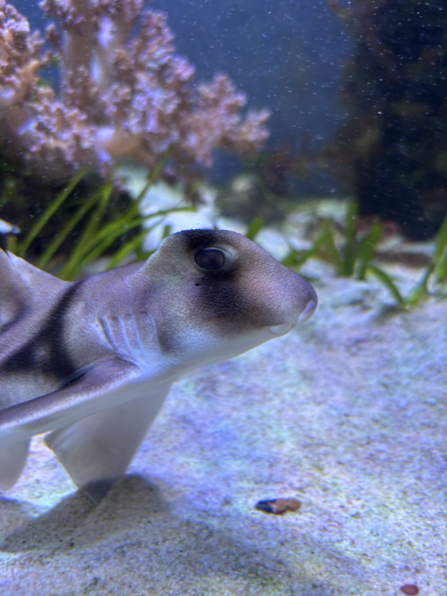 くもさんこう 🦈 tweet media