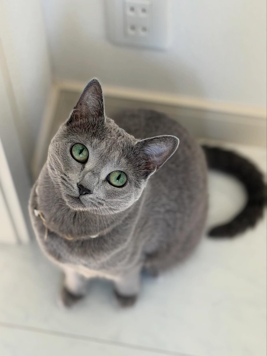LisaLisa200601's tweet image. おはニャン😸😸

#ねこ
#russianblue
#リサリサとリリー
#ねこのきもち