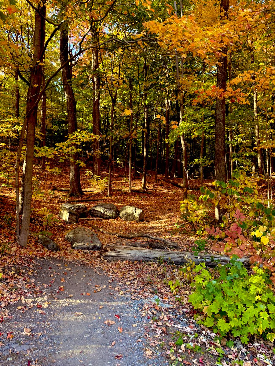 TrailLog's tweet photo. Fall run @ #montroyal park on 06/10/2025

#Montreal #run https://t.co/ryEWP6p9qx