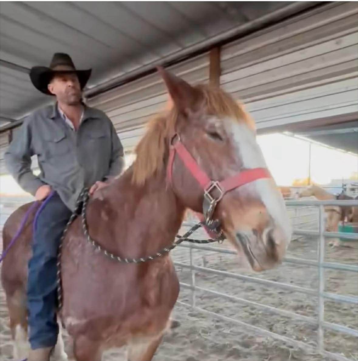 🚨 **Urgent Help Needed!** 🚨

Emma and Petey are bonded and seeking funds to secure their future! Their deadline is now TOMORROW! ⏰ They have a loving home in Arkansas, but we need to save their both from being shipped to slaughter.

Please share and donate to keep them safe!