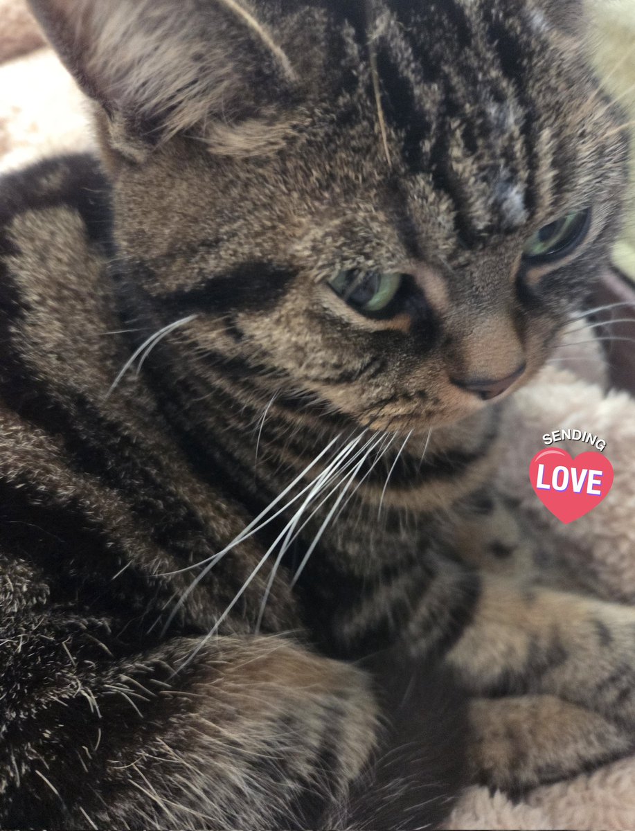 pink8stone's tweet photo. おはようございます🐈️
二十四節気、七十二候では、
款冬華　ふきのはなさく
ふきのとうがつぼみを出す頃に入っているﾆｬｰﾝ🐱
急に寒い〰��(ФωФ)

♯ねこかわいいね
♯保護猫と暮らす
♯動物好き
♯猫好きさんと繋がりたい https://t.co/N98lyAaZQp