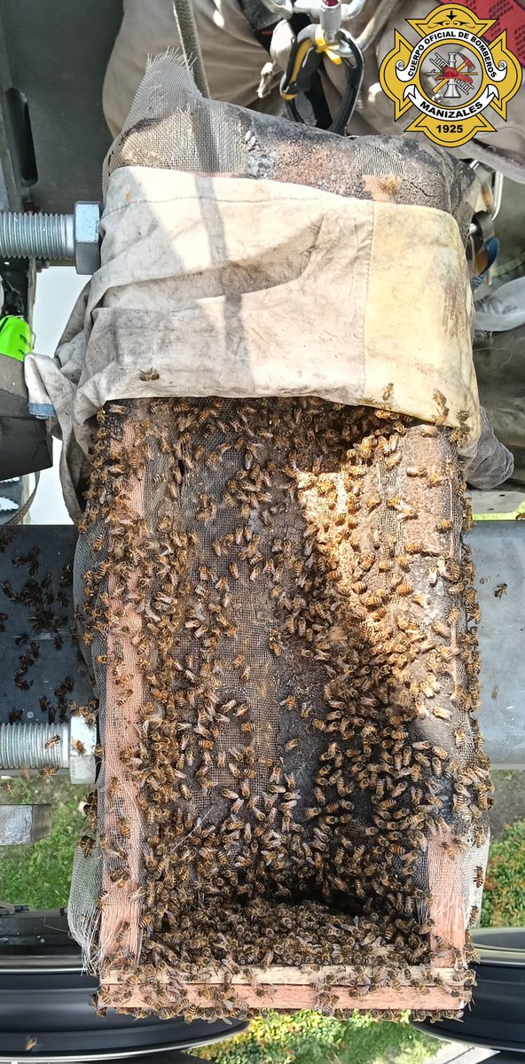 #BomberosManizalesTeCuida
🚒 El Cuerpo Oficial de Bomberos actuó con destreza y profesionalismo, al reubicar un panal de abejas asentado en una torre del cable aéreo de la Terminal de Transportes.
👩‍🚒La intervención garantizó la seguridad de los usuarios de esta terminal.
