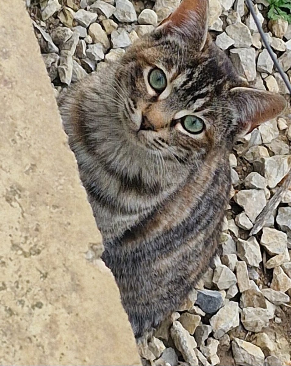 MONI (hembra carey)  TITO (macho atigrado) son dos gatitos callejeros que están buscando un hogar y una familia. Están en #Antequera (Málaga).
CONTACTO:  ARCA DEL TORCAL móvil 637 17 60 58 (WhatsApp).