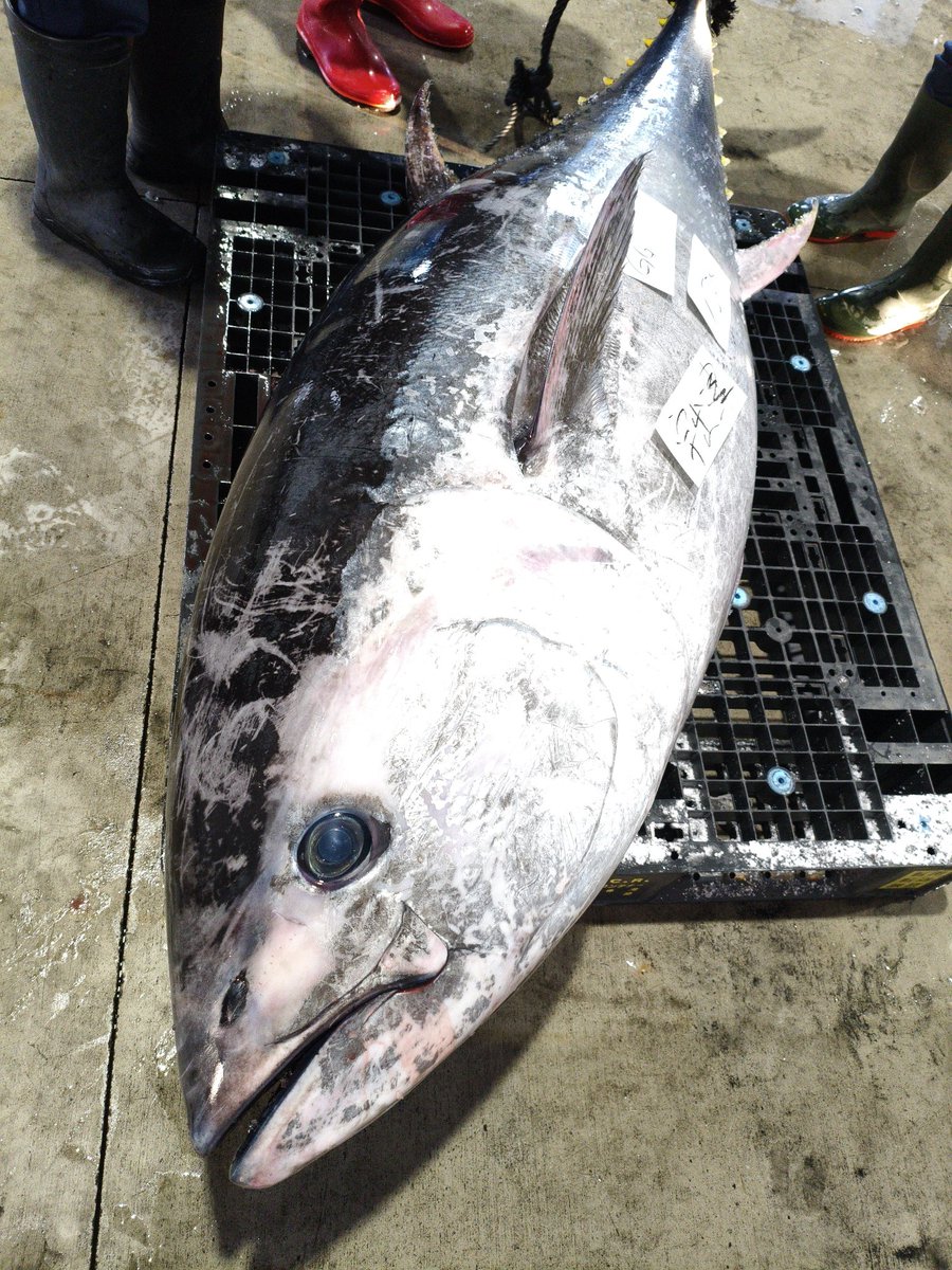 宇出津定置 150kg級クロマグロ！