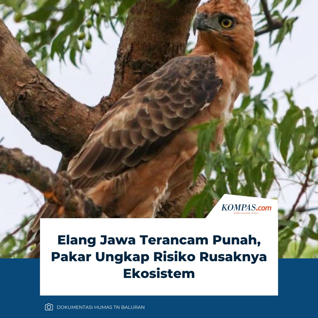 kompascom's tweet image. "Jika elang jawa punah maka bajing dan jelarang populasinya akan meledak dan menjadi banyak karena tidak dikontrol oleh pemangsanya," kata osen Fakultas Biologi UGM sekaligus pemerhati satwa liar, Donan Satria Yudha.

Baca di: lestari.kompas.com/read/2026/01/2… 

| #Elang #Jawa