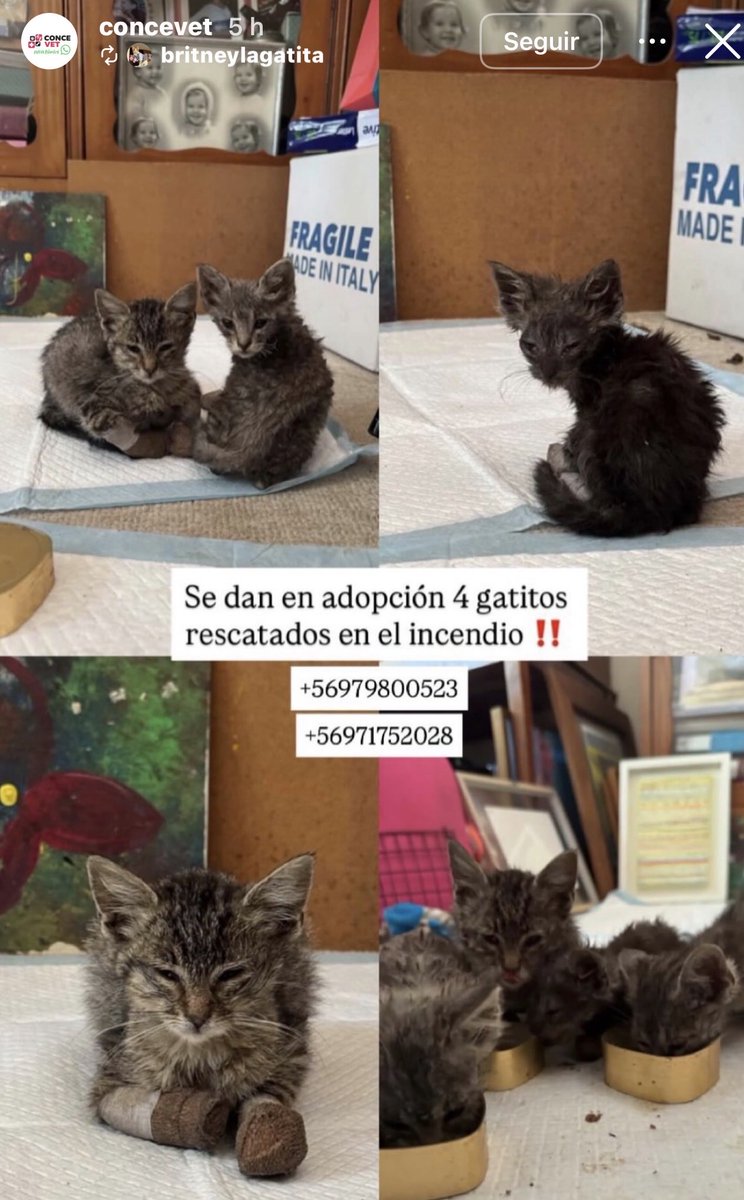 _ferna_isi's tweet photo. Gatitos afectados por el #Incendio buscan hogar 🙏🏻 por favor difundir #Lirquen #Concepción #Chile #PuntaParra https://t.co/Z3rK2SzD4L