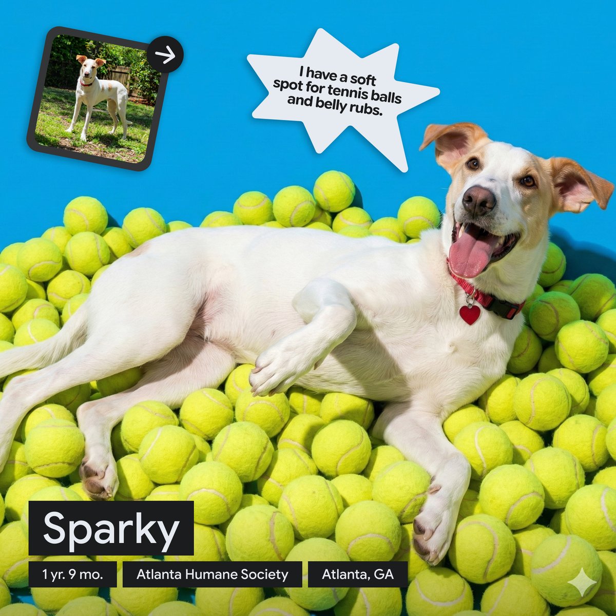 Pet headshot examples