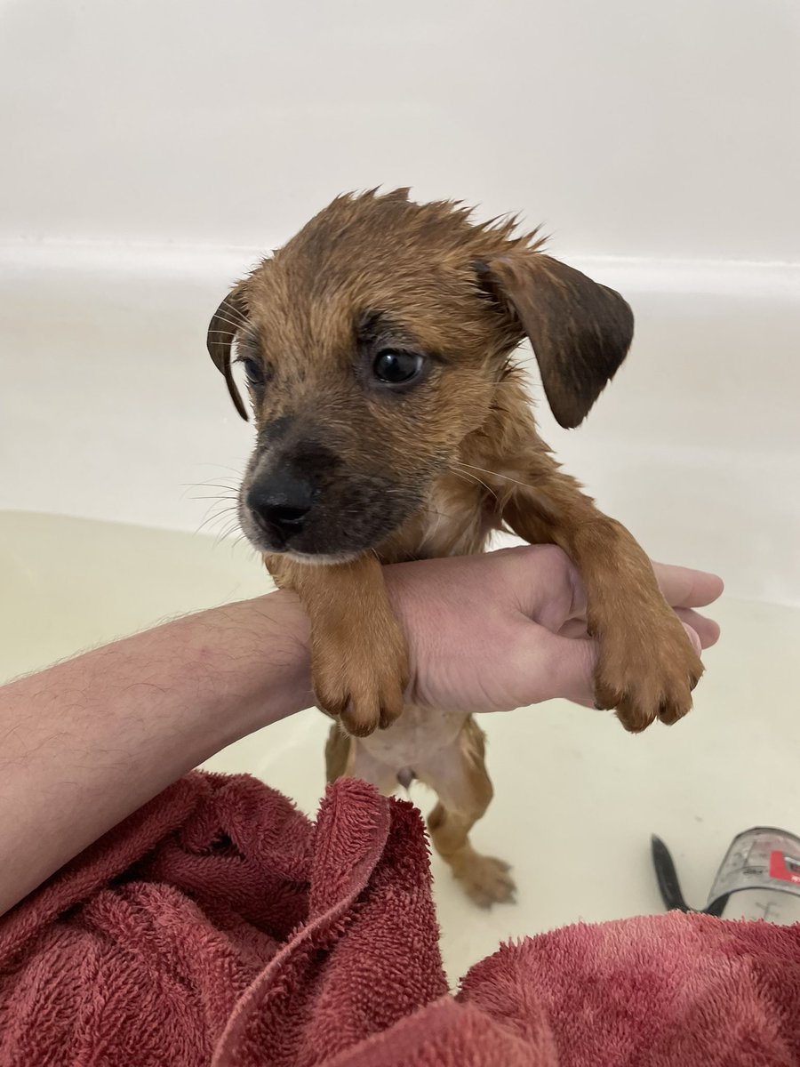JohnParie's tweet photo. Welp we reached the point of Daisy’s first bath. She wasn’t a fan. https://t.co/dxWrUjWXHC