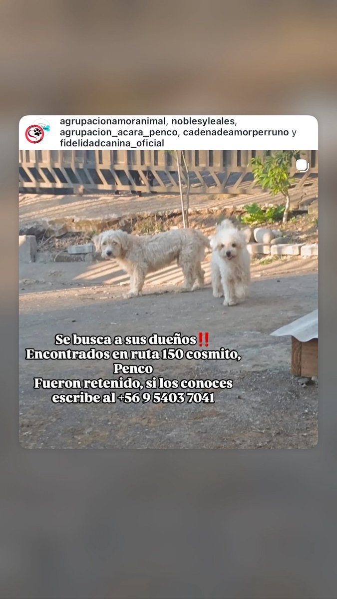 SilvanaSangui12's tweet photo. @RenatoMunster Favor difundir! https://t.co/feSGkJW2gs