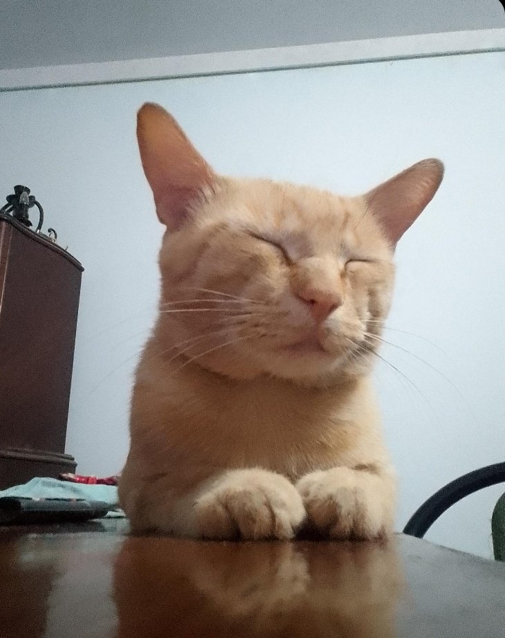 StrellaShine tweet media