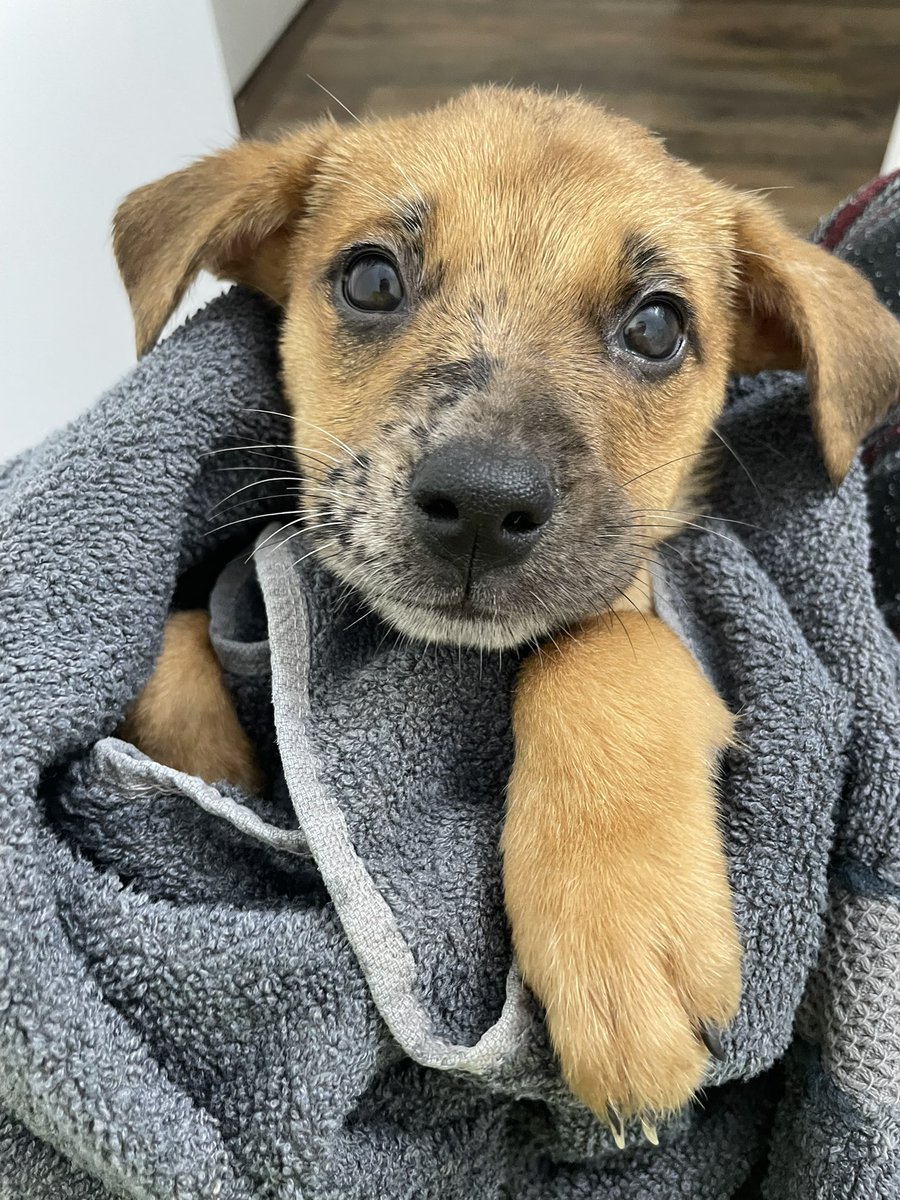 JohnParie's tweet photo. Thank you @AlecBenjamin your music calmed Daisy down after her first bath. https://t.co/f45Ww1OuEc