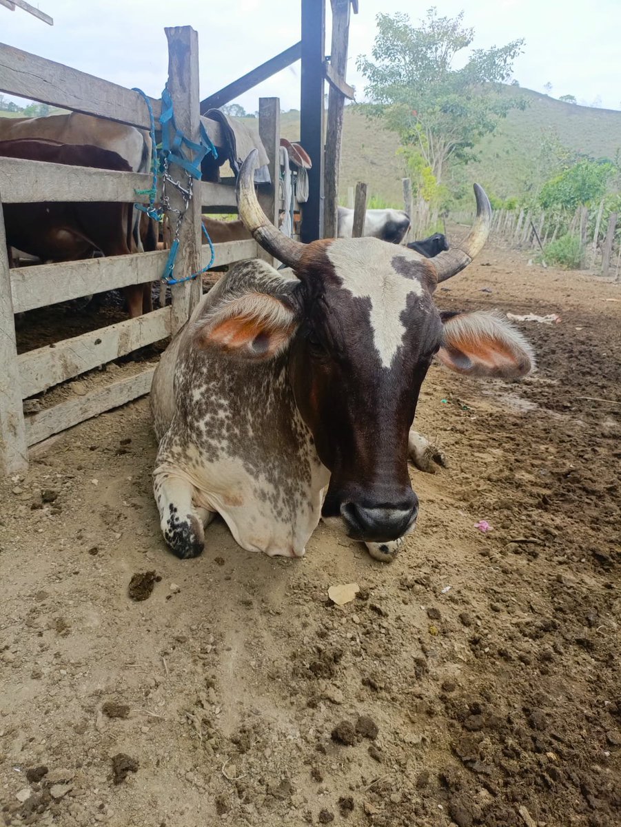 #Esmeraldas | Realizamos seguimiento al adecuado uso del crédito agroproductivo 7x7, destinado a la ganadería bovina, con el objetivo de potenciar la producción en el cantón #Atacames, parroquia La Unión.

#ElNuevoEcuador