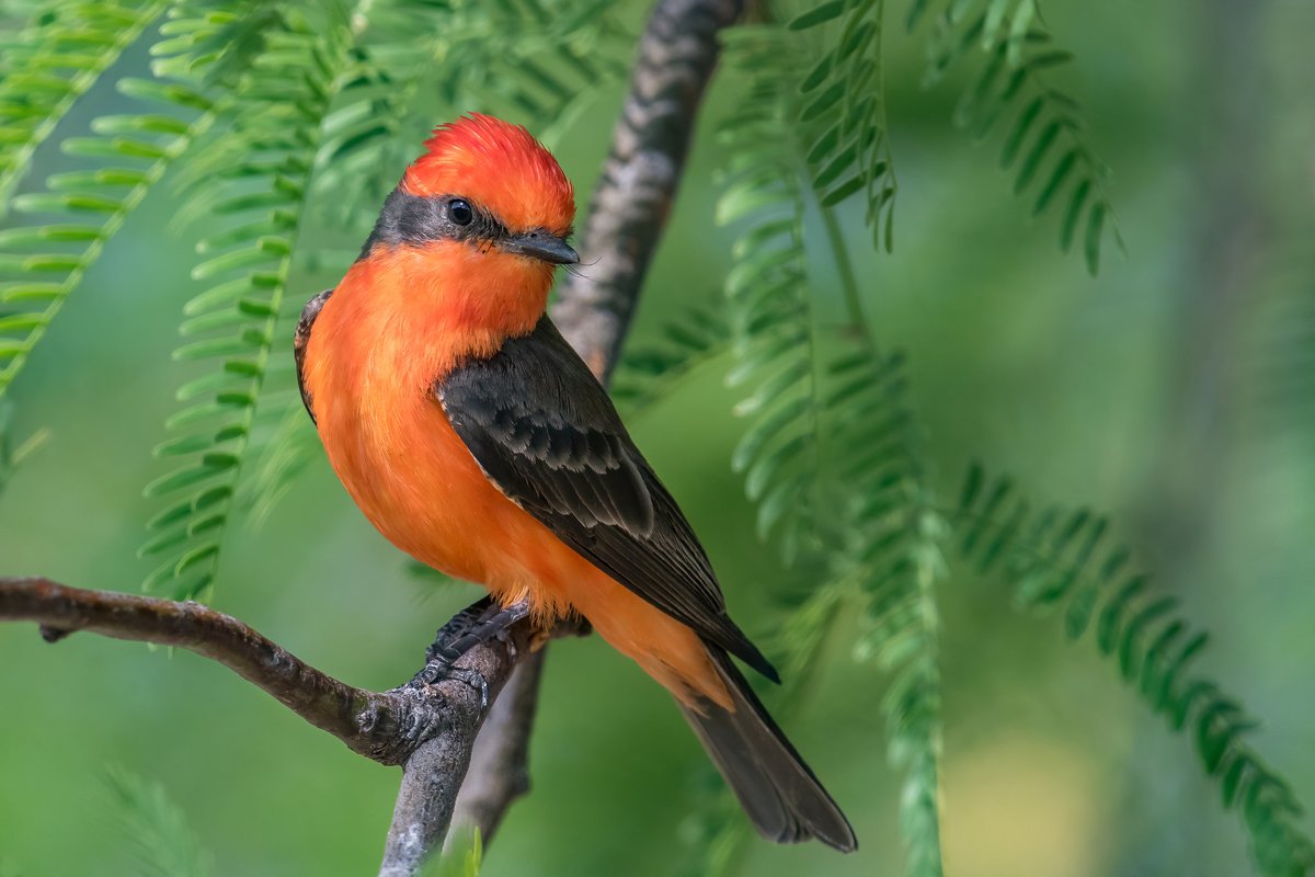 Audubon Southwest tweet media