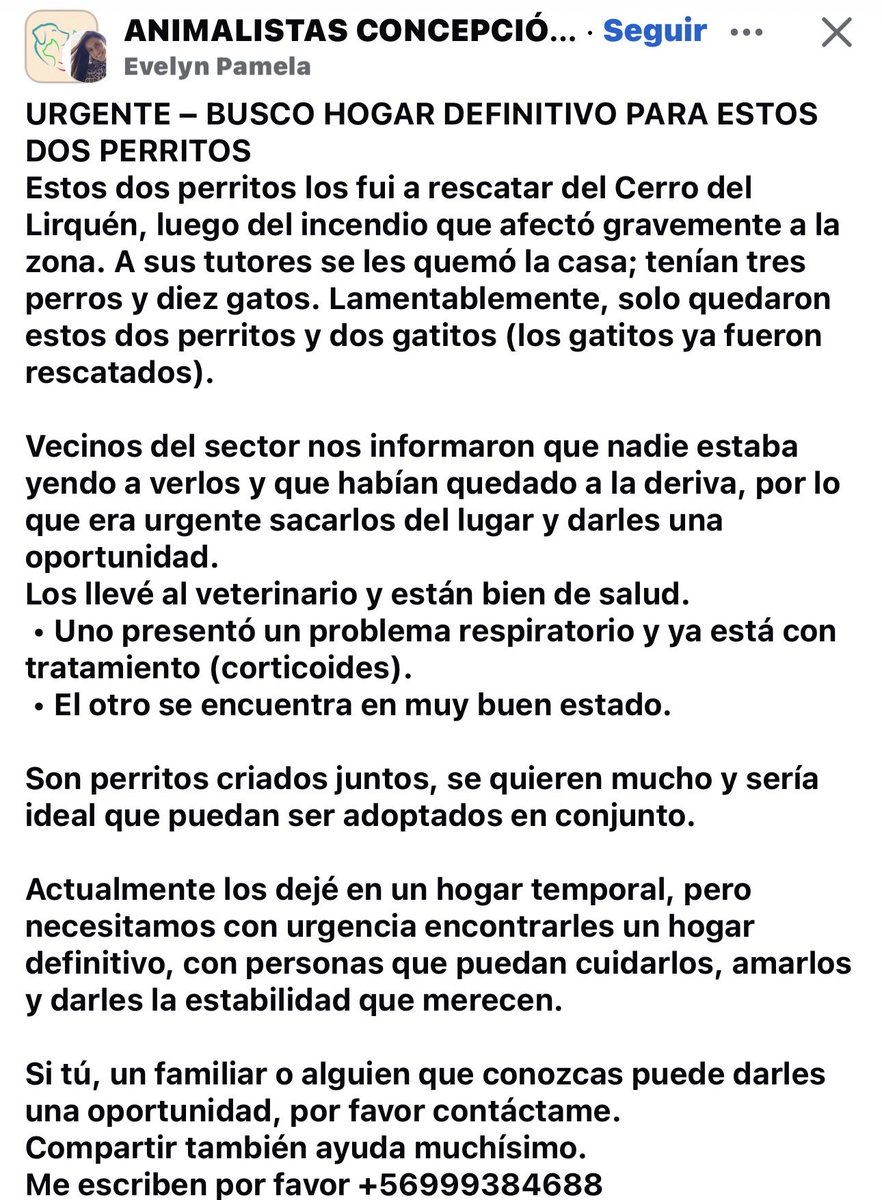 _ferna_isi's tweet photo. Buscan hogar definitivo juntos, estos perritos lamentablemente no pueden seguir en ese lugar, nadie se preocupa de ellos y los rescataron. Por favor difundir 🙏🏻 #Incendio #Lirquen #Concepcion #PuntaParra #Penco #Chile más información https://t.co/ZTXvIYYz84 https://t.co/twMugFQVtb